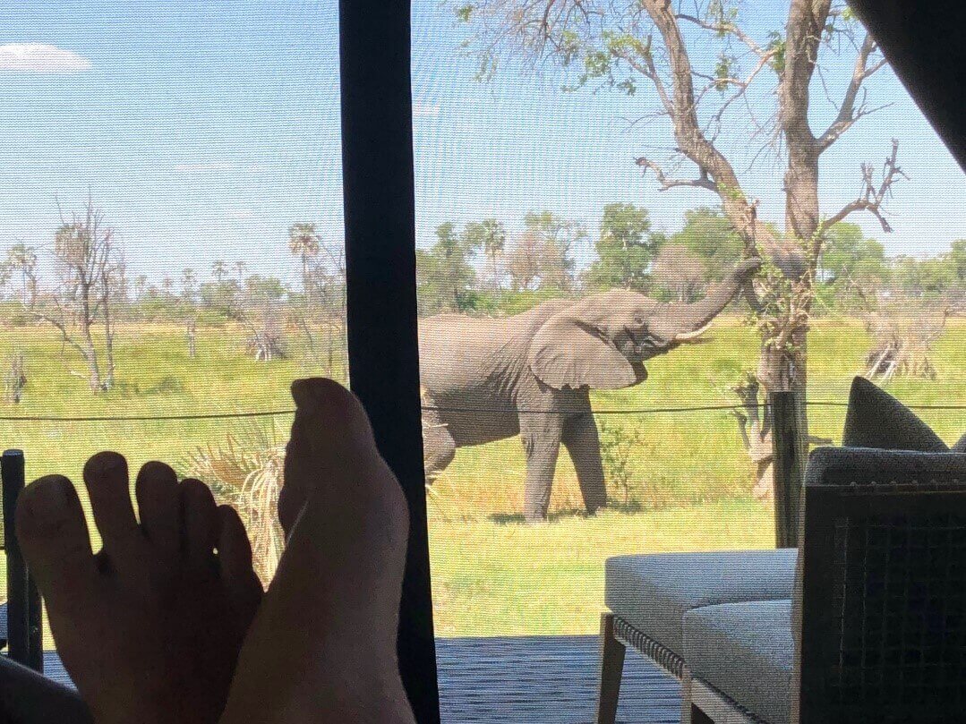 Elephant 