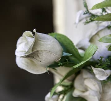 White roses